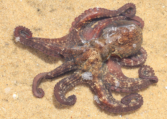Fossilized Octopus Evidence For Noah's Flood 