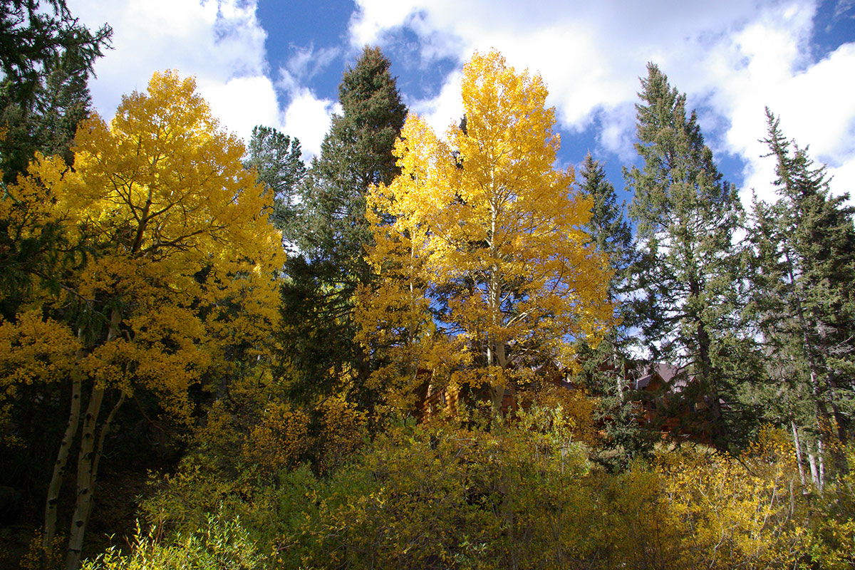 Aspens In Full Color - Bear Trap Ranch - JeffRandleman.com